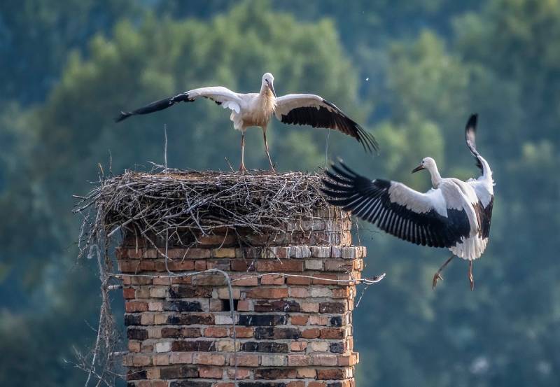 Professional Chimney Animal Removal Services in Crest Hill, Illinois