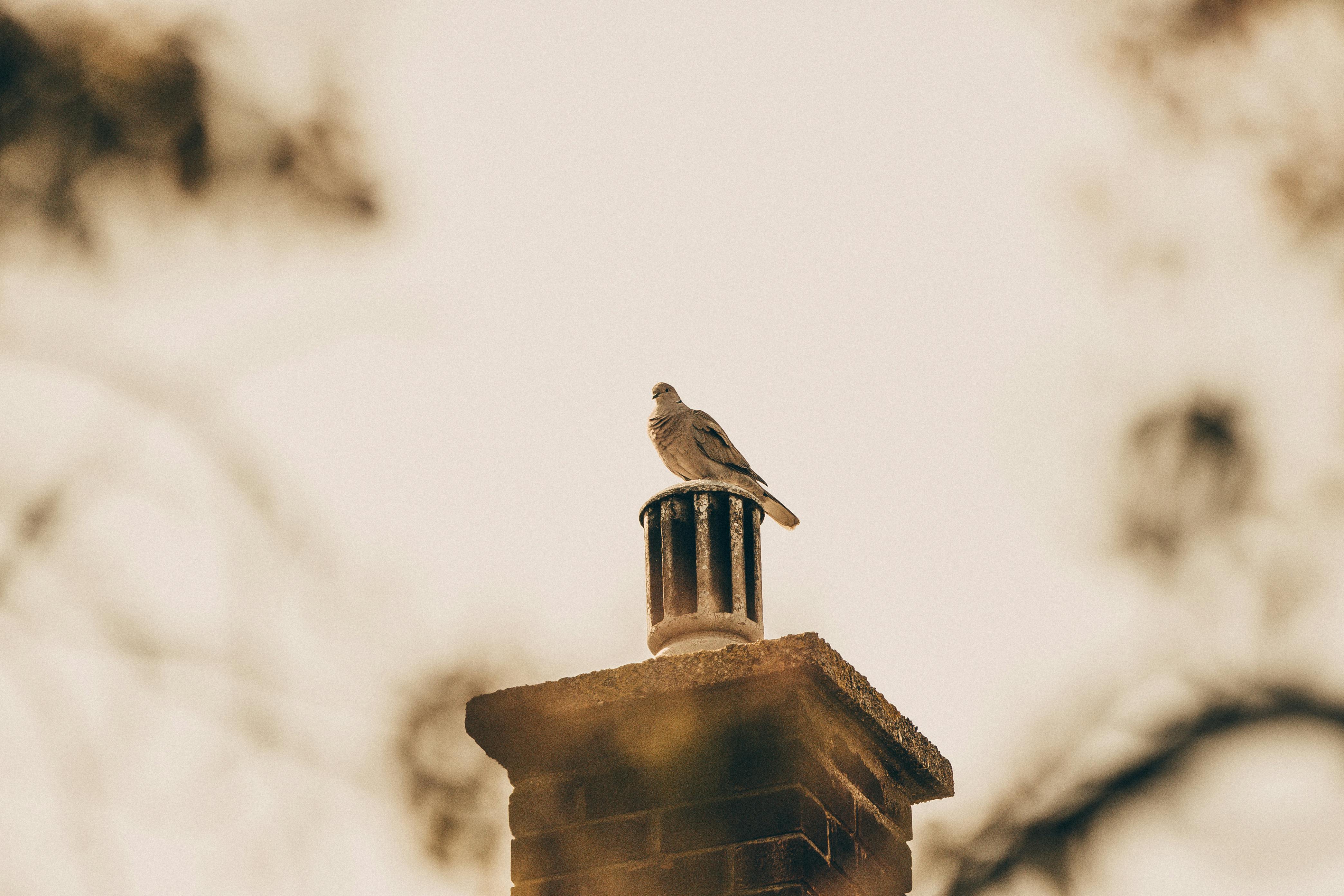 Expert Chimney Cap Installation in Crest Hill, Illinois